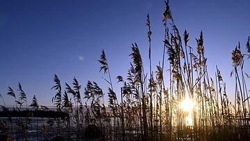 LK 15.1.2023 Aurinko paistoi uudenvuodenpäivänä Kasinonrannan uimarannalla Helsingissä 1. tammikuuta 2023.