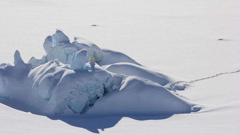 LK 20.1.2023 Jääkarhu seisoi lumipeitteisen jäävuoren päällä Etelä-Grönlannissa marraskuussa 2016.