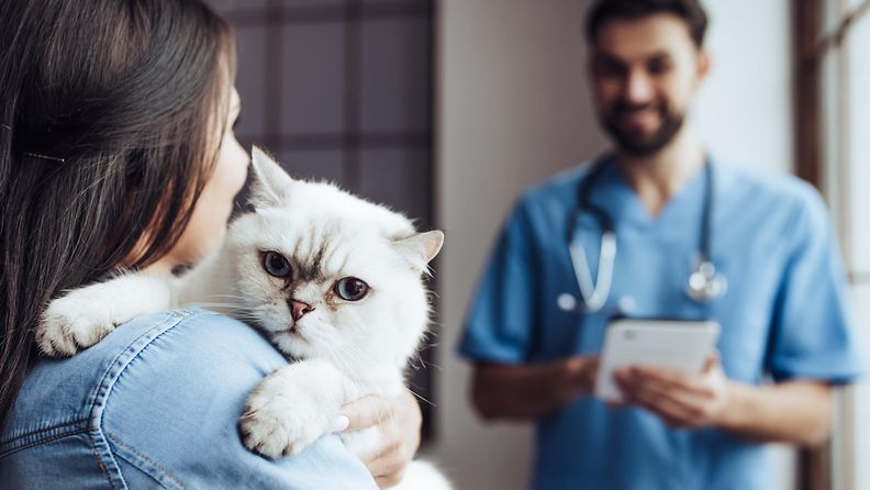 kissa eläinlääkäri