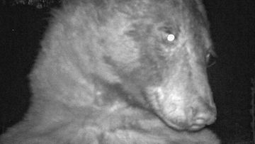 Coloradolainen karhu otti 400 selfietä kansallispuistossa
