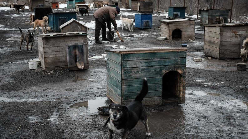 Elena auttaa kälyään Kyryna Cherkasovaa, 62, joka johtaa kodittomien koirien turvakotia Kramatorskissa Ukrainassa.