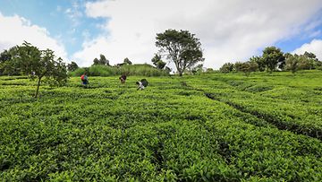 AOP Teentuottajat kantavat pajukoreja poimiessaan teelehtiä teeplantaasilta ennen niiden viemistä teenkeräyskeskukseen Keniassa 31. toukokuuta 2021. Teeplantaasi teeviljelmä