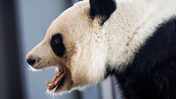 Ähtärin panda.