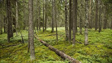 LK Metsä havumetsä metsämaa