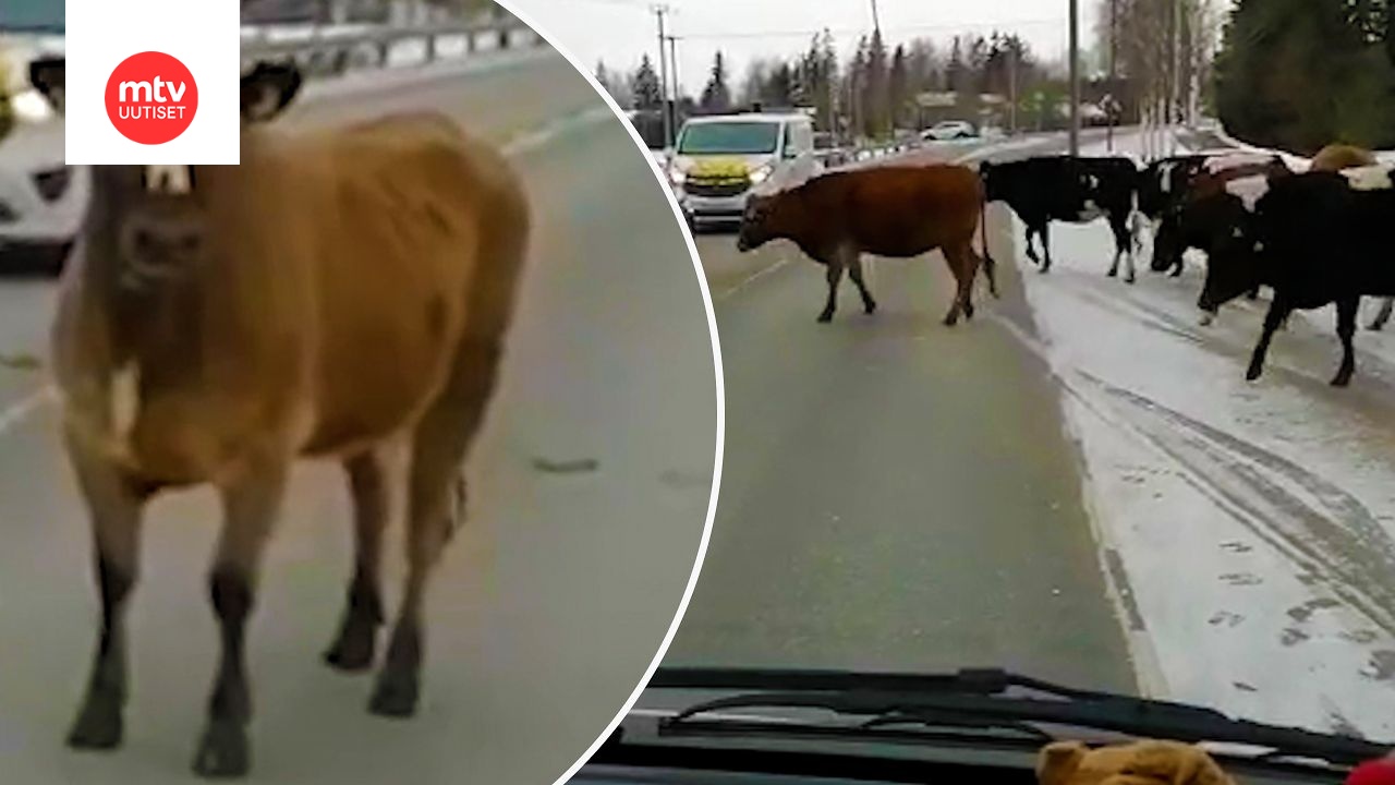 Melkoinen näky tallentui videolle Lempäälässä: Lehmät pomppivat  keväthuumassa tielle 