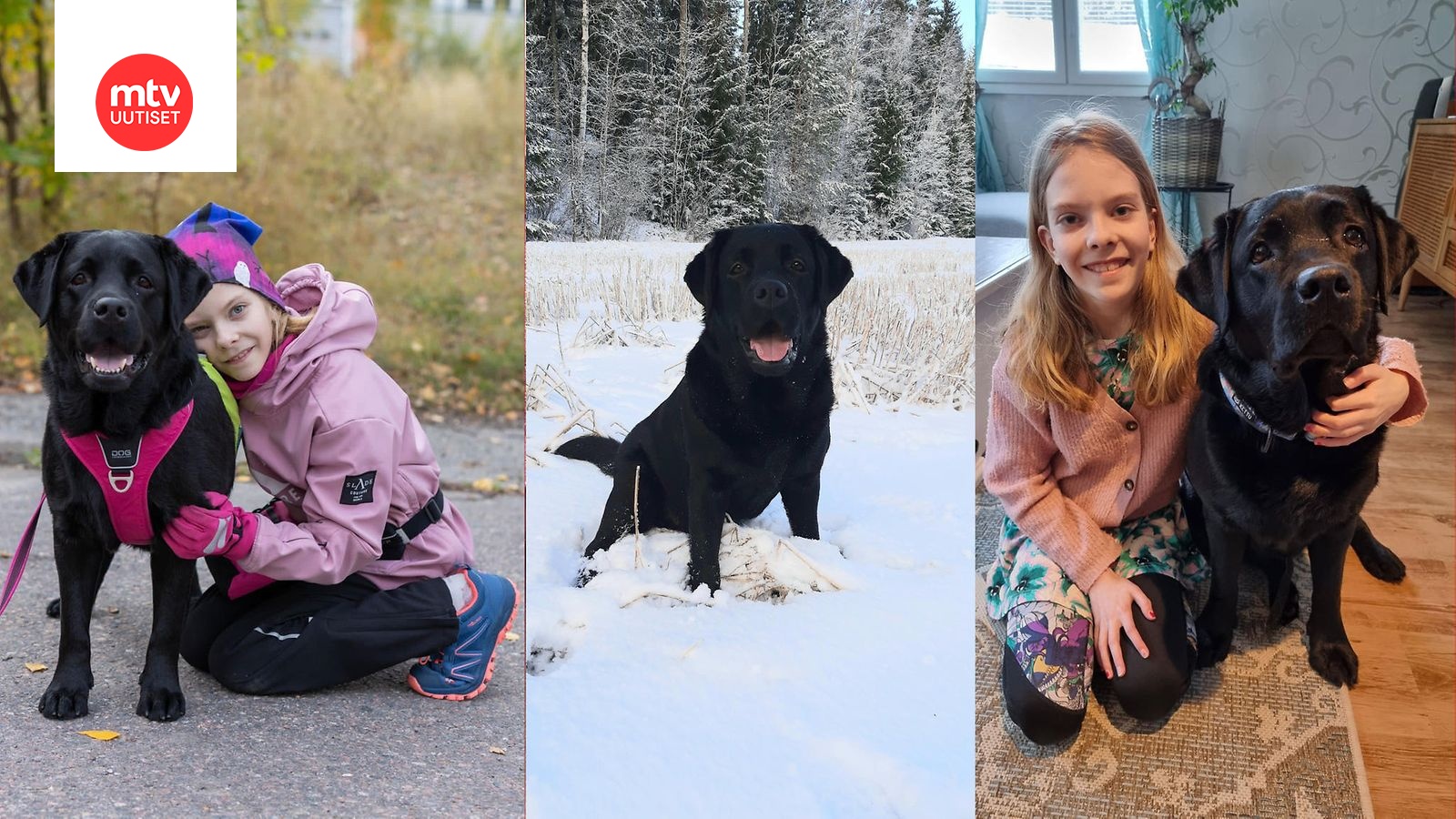 Labradorinnoutaja Peppi on Suomen ensimmäinen sosiaalisen tuen koira -  