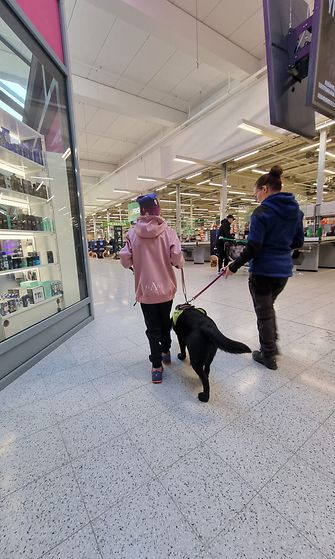 Peppi-koira harjoittelee kauppakeskuksessa