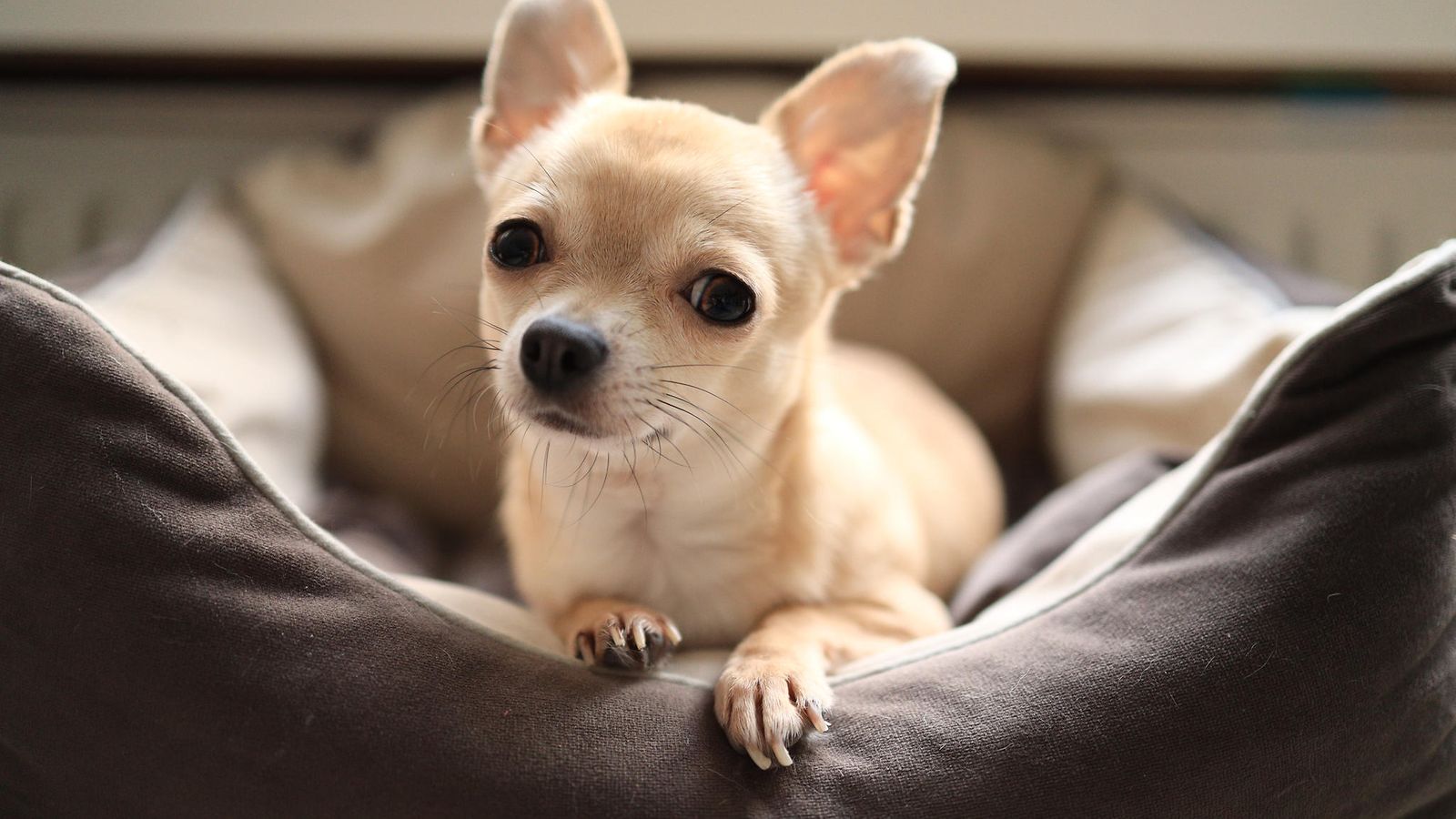 Maailman lyhyin koira on chihuahua Pearl, kertoo Guinness World Records -  