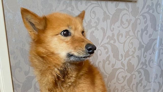 Varokaa Heikkoa J t Koira Putosi Pihalammen J ihin MTVuutiset fi