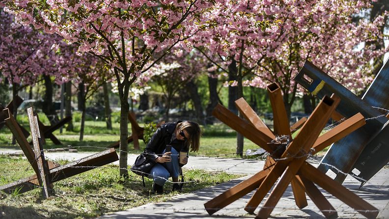 AOP Kirsikankukat luovat iloa Ukrainan pääkaupungissa Kiovassa.