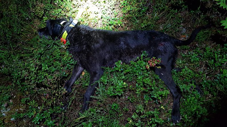 Musta koira makaa kuolleena metsässä, lampun valo kohdistuu voimakkaasti kuvan yläosaan.