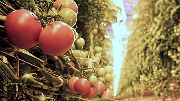 Tomaatteja kasvamassa Orimattilassa 22. joulukuuta 2022.