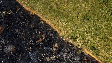 Brasilia poltettua ja palamatonta metsää syyskuussa 2022.