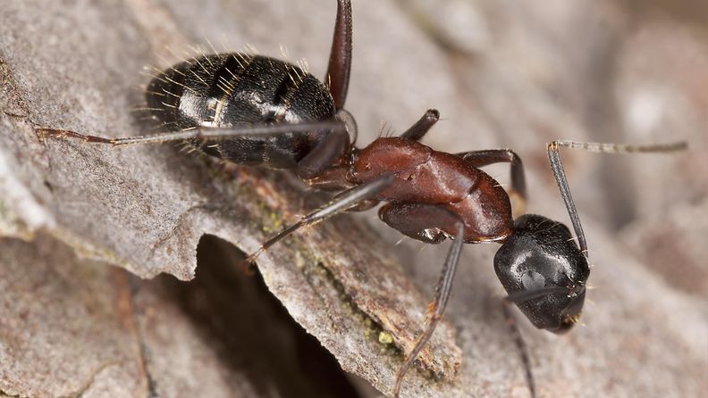 Aitohevosmuurahainen eli camponotus herculeanus