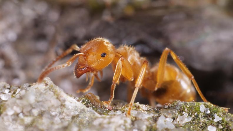 Keltiäinen eli lasius flavus