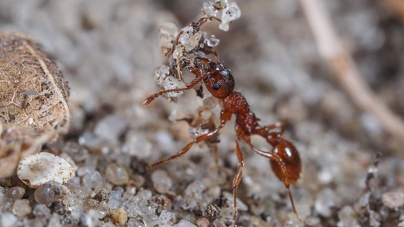 Siloviholainen eli myrmica rubra