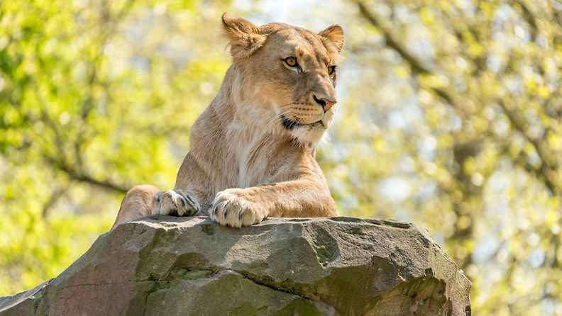 Leijona eläintarhassa Berliinissä toukokuussa 2023.
