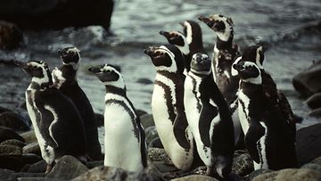 AOP, patagonianpingviini