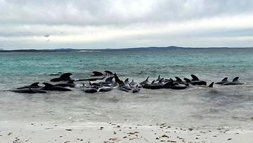 Valaita Australian rannalla 25. heinäkuuta.
