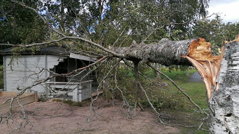 Puu, joka on kaatunut pienen rakennuksen päälle Koskella.