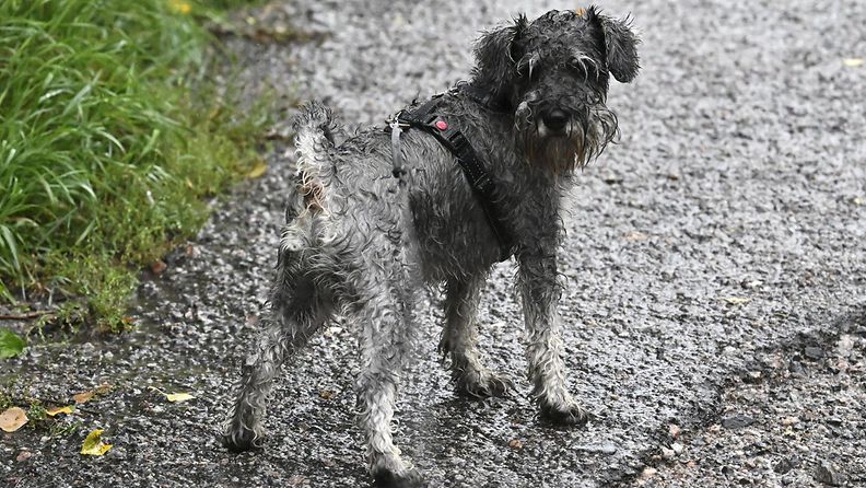 Sateessa kastunut märkä koira 28. elokuuta.