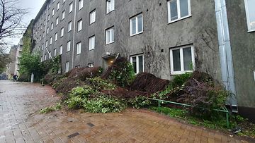 Helsingin Taka-Töölön Kivelänkadun villiviini