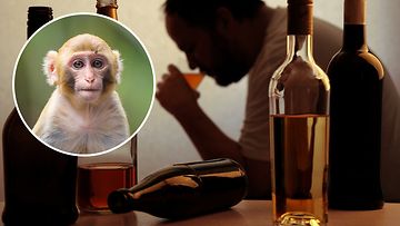 Apinat ja alkoholismi