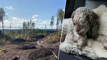 Hanna Malmivaaran perheellä oli huolentäyttämä vuorokausi, kun Simo-koira katosi kesken sienestysreissun.