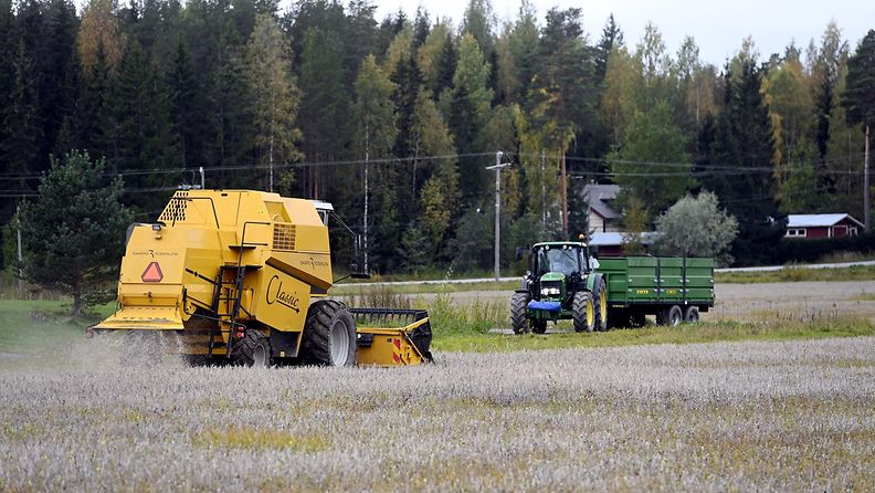 LK 21.9.2023 Maanviljelijä Taneli Vuori pui kesän kovista sateista kärsinyttä ohraa pellollaan Mäntsälässä 22. syyskuuta 2020.