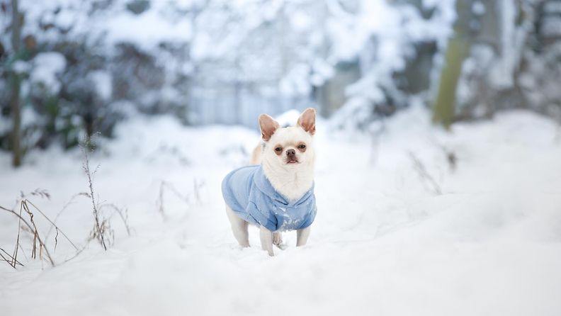 Chihuahua lumessa