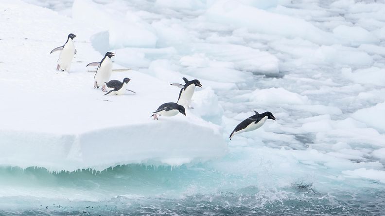 Etelämanner pingviinit