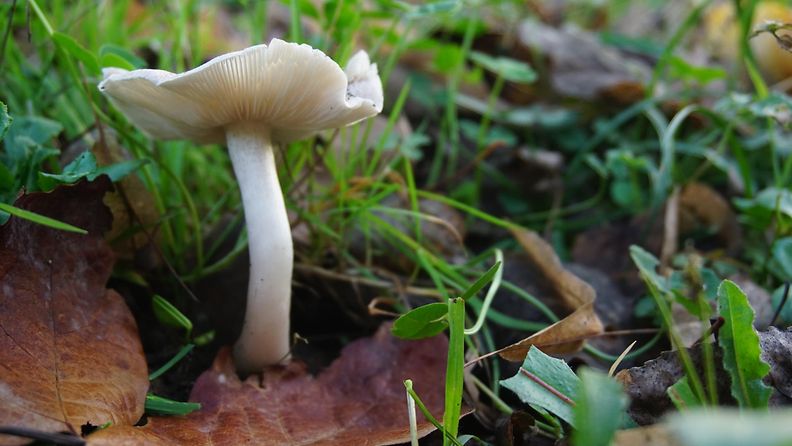 Valkoinen sieni