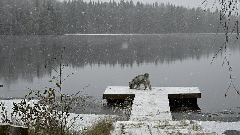 LK 14.11.2023 Koira laiturilla lumisateessa Keuruun Huhkojärvellä sunnuntaina 29. lokakuuta 2023.