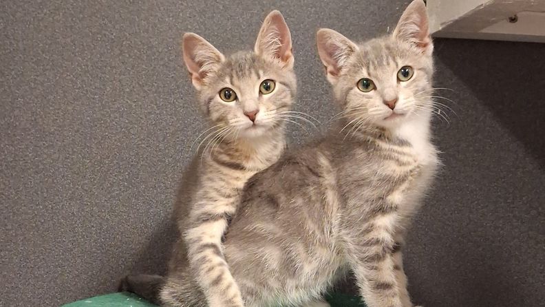 kaksi kissaa Etelä-Kymenlaakson eläinsuojeluyhdistys