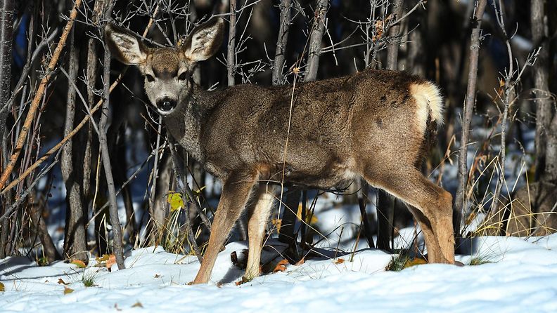 SHUTTERStOCK A Mule deer fawn in Eden Utah USA - Jan 04 2023