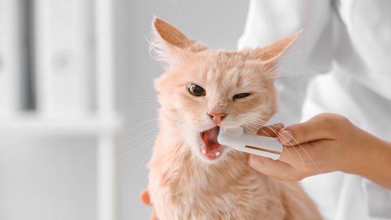 kissan hampaiden puhdistus lääkärissä