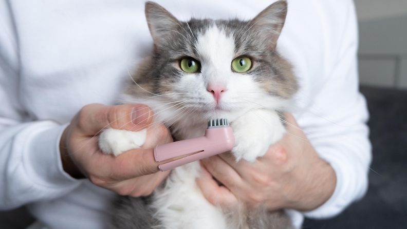 kissa ja kissan hammasharja