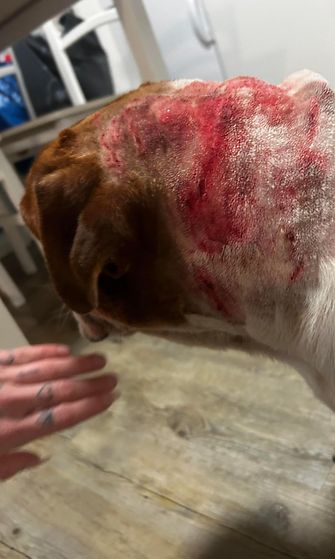 Vieras koira kävi Mölli-koiran kimppuun Helsingin Jakomäessä perjantaina 8. joulukuuta 2023. Mölli sai ruhjeita ja on nyt kipulääke- ja antibioottikuurilla. 2