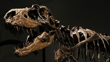AOP Gorgosauruksen fossiili huutokaupattiin 28. heinäkuuta 2022 kahdeksan miljoonan dollarin hintaan. Luurnko oli esillä Sotheby's-huutokauppatalossa New Yorkissa 8. heinäkuuta 2022.