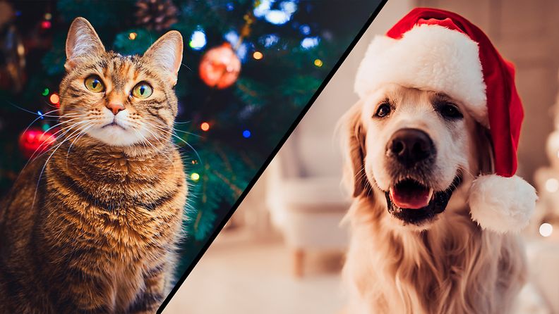 kissa ja koira joulutunnelmissa