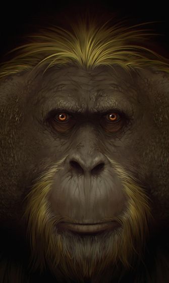 LK 10.1.2024 Gigantopithecus, ”jättiläisapina" 2