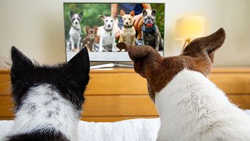 Koirat katsovat televisiota
