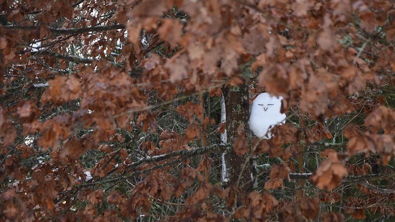 Pöllö, lumiveistos, Lehikoinen