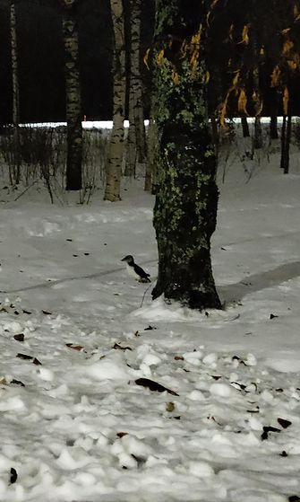 Suomeen on viime päivinä harhautunut useampia harvinaisia lunneja. Joensuun linnulle kävi huonosti, kun poliisi ampui sen.