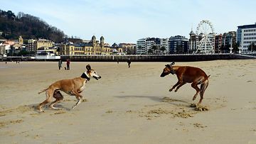 LK 26.1.2024 Koirat leikkivät La Conchan rannalla San Sebastianissa Espanjassa 26. tammikuuta 2024. Espanjassa mitattiin noin 30 asteen lämpötiloja.