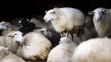 AOP lammas