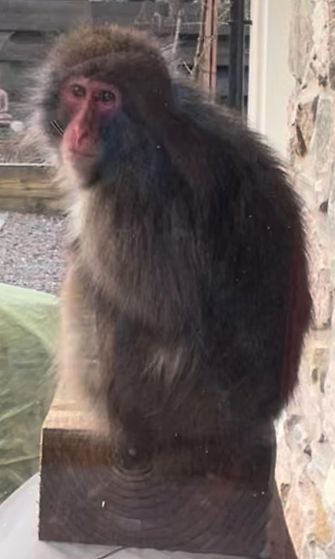 AOP Kuvakaappaus japanilaisesta makaki-apinasta Stephanie Banyanin puutarhassa Easter Inshissä, Inshissä, Skotlannin ylämailla.