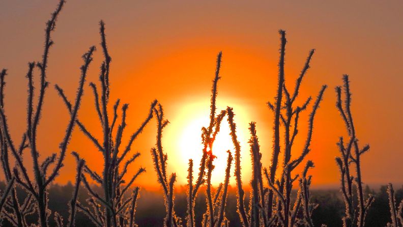 Lukijan kuva: Pakkasaamun auringonnousun Vanhalinnassa Liedossa kuvasi Juhani Peltonen 8. helmikuuta 2024.