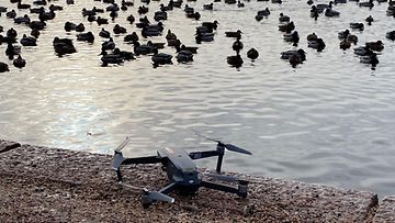 Drone, linnut