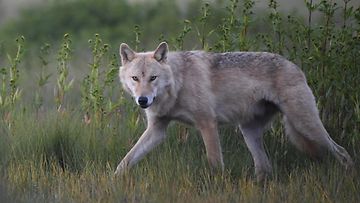 Susi (Canis lupus) Kuhmon rajavyöhykkeellä elokuussa 2022.